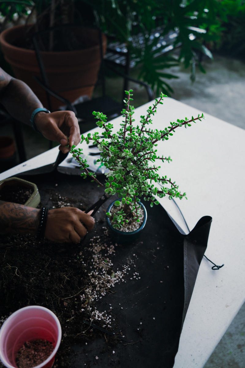 Bonsai Workshop
